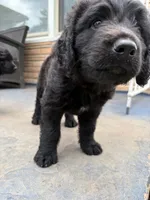 Pearl, a female German Shepherd Dog and Poodle - Standard  for sale in Strawberry Plains, TN – 2 of 5