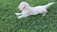 Birch, a male Goldendoodle for sale in Strawberry Plains, TN – 3 of 5