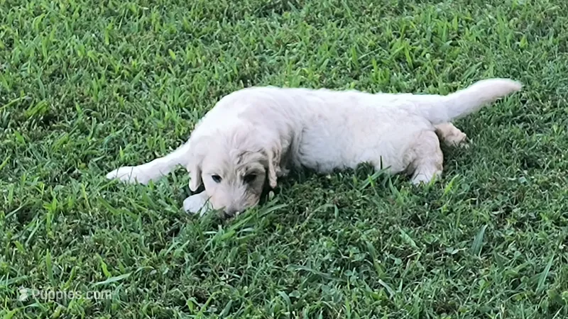 Birch – Goldendoodle puppy for sale in Strawberry Plains, TN