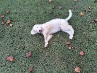 Snow, a male Goldendoodle for sale in Strawberry Plains, TN – 10 of 10