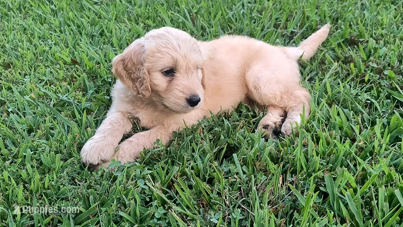 Sunflower – Goldendoodle puppy for sale in Strawberry Plains, TN