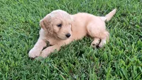 Sunflower, a female Goldendoodle for sale in Strawberry Plains, TN – 1 of 5