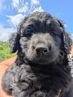 Buddy, a male German Shepherd Dog and Poodle - Standard  for sale in Strawberry Plains, TN – 7 of 7
