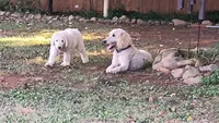 Snow, a male Goldendoodle for sale in Strawberry Plains, TN – 3 of 10