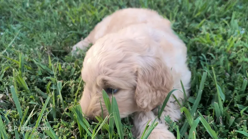 Ginkgo – Goldendoodle puppy for sale in Strawberry Plains, TN