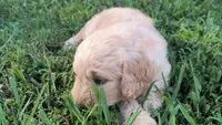 Ginkgo, a male Goldendoodle for sale in Strawberry Plains, TN – 1 of 4