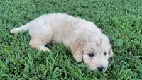 Snow, a male Goldendoodle for sale in Strawberry Plains, TN – 5 of 5