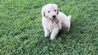 Birch, a male Goldendoodle for sale in Strawberry Plains, TN – 2 of 5