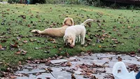 Birch, a male Goldendoodle for sale in Strawberry Plains, TN – 5 of 7