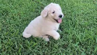 Cotton , a male Goldendoodle for sale in Strawberry Plains, TN – 4 of 5
