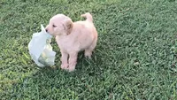 Sunflower, a female Goldendoodle for sale in Strawberry Plains, TN – 5 of 5