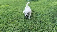 Lily, a female Goldendoodle for sale in Strawberry Plains, TN – 3 of 4