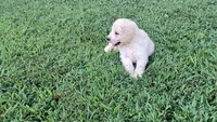Snow, a male Goldendoodle for sale in Strawberry Plains, TN – 3 of 5