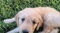Sunflower, a female Goldendoodle for sale in Strawberry Plains, TN – 3 of 5