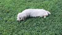 Birch, a male Goldendoodle for sale in Strawberry Plains, TN – 4 of 5