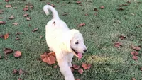 Snow, a male Goldendoodle for sale in Strawberry Plains, TN – 5 of 10
