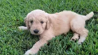 Sunflower, a female Goldendoodle for sale in Strawberry Plains, TN – 4 of 5