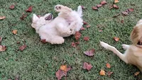 Snow, a male Goldendoodle for sale in Strawberry Plains, TN – 6 of 10