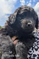 Buddy, a male German Shepherd Dog and Poodle - Standard  for sale in Strawberry Plains, TN – 6 of 7