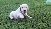 Iberis, a male Goldendoodle for sale in Strawberry Plains, TN – 2 of 4
