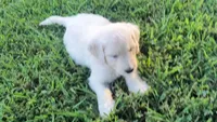 Lily, a female Goldendoodle for sale in Strawberry Plains, TN – 2 of 4