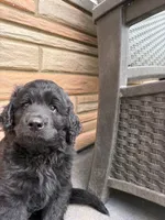 Buddy, a male German Shepherd Dog and Poodle - Standard  for sale in Strawberry Plains, TN – 5 of 7