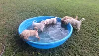 Sunny, a male Goldendoodle for sale in Strawberry Plains, TN – 4 of 4
