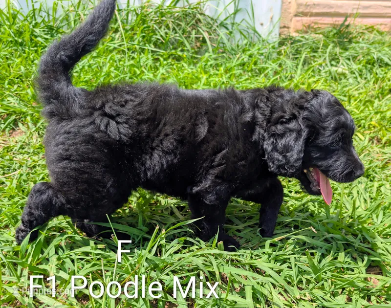 Pearl – German Shepherd Dog, Poodle - Standard  puppy for sale in Strawberry Plains, TN