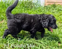Pearl, a female German Shepherd Dog and Poodle - Standard  for sale in Strawberry Plains, TN – 1 of 5