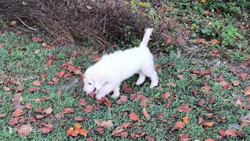 Cotton  – Goldendoodle puppy for sale in Strawberry Plains, TN