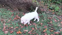 Birch, a male Goldendoodle for sale in Strawberry Plains, TN – 1 of 7