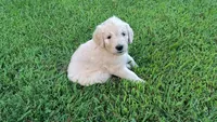 Cotton , a male Goldendoodle for sale in Strawberry Plains, TN – 5 of 5
