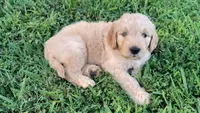 Ginkgo, a male Goldendoodle for sale in Strawberry Plains, TN – 4 of 4