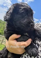 Pearl, a female German Shepherd Dog and Poodle - Standard  for sale in Strawberry Plains, TN – 5 of 5