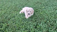 Cleome , a male Goldendoodle for sale in Strawberry Plains, TN – 3 of 4