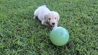 Iberis, a male Goldendoodle for sale in Strawberry Plains, TN – 3 of 4