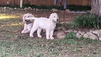 Snow, a male Goldendoodle for sale in Strawberry Plains, TN – 7 of 10