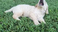 Snow, a male Goldendoodle for sale in Strawberry Plains, TN – 2 of 5