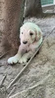 Dusty , a male Goldendoodle for sale in Strawberry Plains, TN – 3 of 3