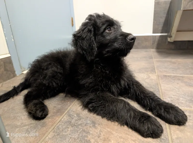 Buddy – German Shepherd Dog, Poodle - Standard  puppy for sale in Strawberry Plains, TN