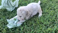 Cotton , a male Goldendoodle for sale in Strawberry Plains, TN – 3 of 5