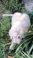 Birch, a male Goldendoodle for sale in Strawberry Plains, TN – 4 of 7