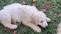 Snow, a male Goldendoodle for sale in Strawberry Plains, TN – 4 of 10