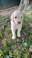 Dusty , a male Goldendoodle for sale in Strawberry Plains, TN – 2 of 3