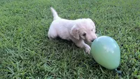 Iberis, a male Goldendoodle for sale in Strawberry Plains, TN – 4 of 4
