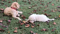 Birch, a male Goldendoodle for sale in Strawberry Plains, TN – 6 of 7