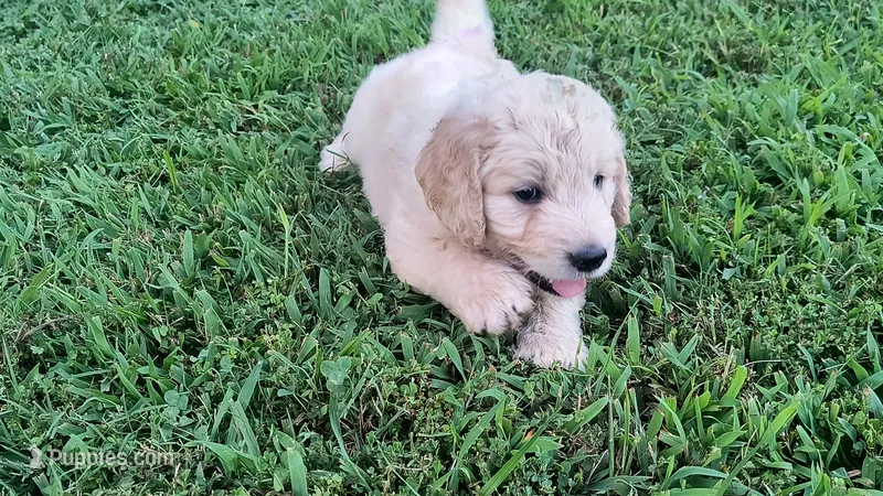 Snow – Goldendoodle puppy for sale in Strawberry Plains, TN