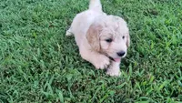 Snow, a male Goldendoodle for sale in Strawberry Plains, TN – 1 of 5