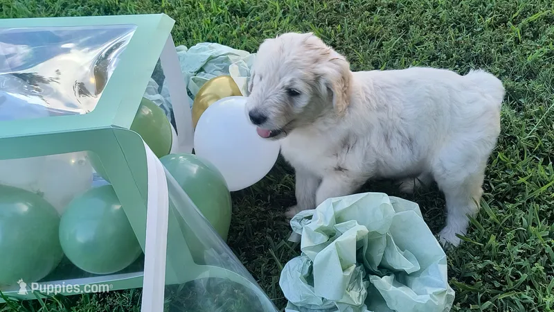 Cotton  – Goldendoodle puppy for sale in Strawberry Plains, TN