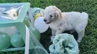 Cotton , a male Goldendoodle for sale in Strawberry Plains, TN – 1 of 5